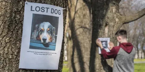 How Drones Help Find Lost Pets and Livestock Fast